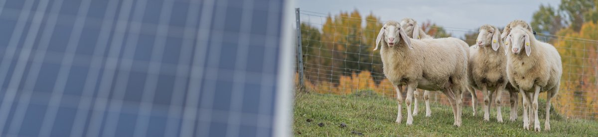Schafe neben einer PV-Anlage